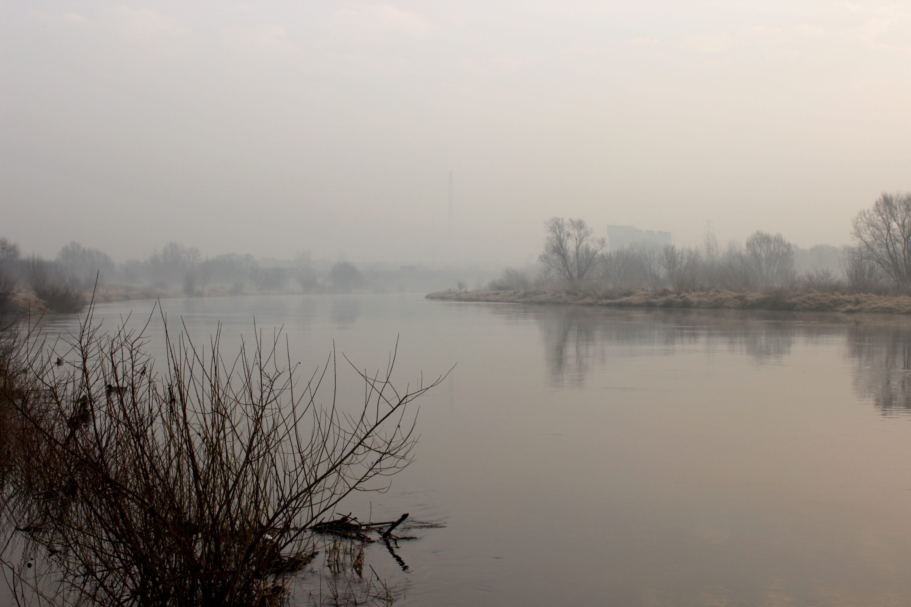 Dzień klenia
