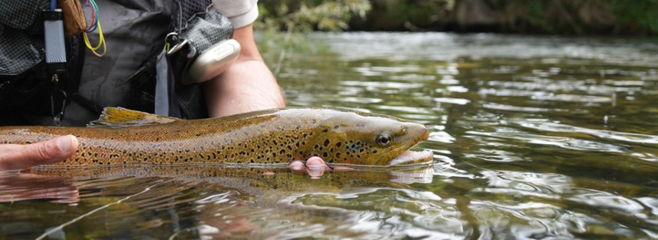 Zasada catch & release – kiedy stosować i jak to robić bezpiecznie?