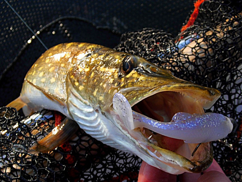 Savage Gear 3D Fat Minnow – guma wszechstronna