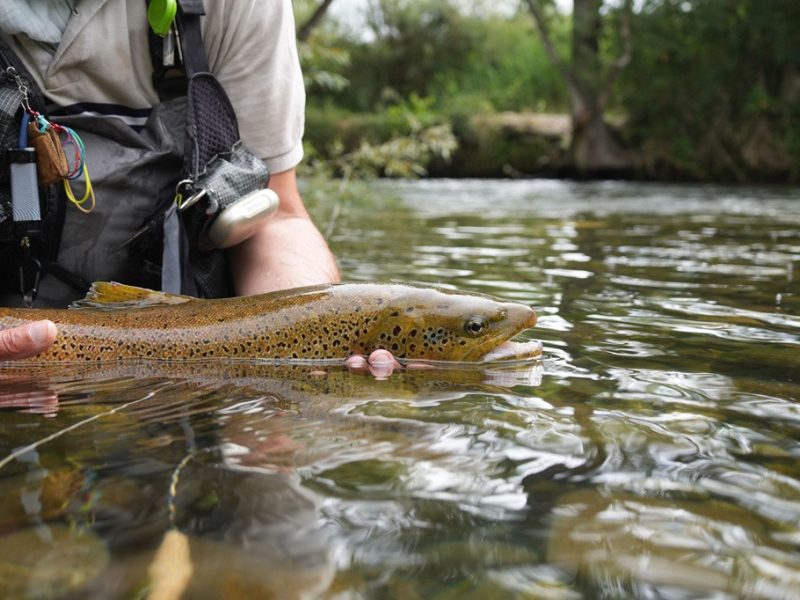 Zasada catch & release – kiedy stosować i jak to robić bezpiecznie?