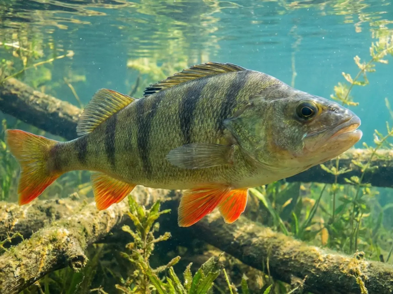 Jak łowić okonia? Najlepsze przynęty i miejsca